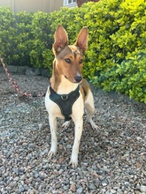 RILEY, Hund, Podenco Maneto-Mix in Spanien - Bild 1