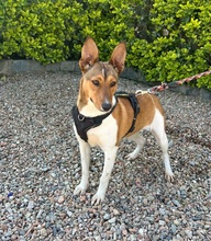 RILEY, Hund, Podenco Maneto-Mix in Spanien - Bild 3