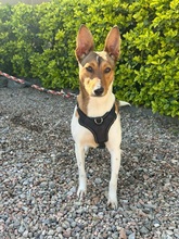 RILEY, Hund, Podenco Maneto-Mix in Spanien - Bild 4