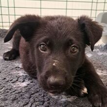 CARLOS, Hund, Labrador-Mix in Spanien - Bild 1