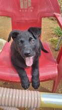 CARLOS, Hund, Labrador-Mix in Spanien - Bild 3