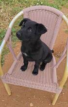 CARLOS, Hund, Labrador-Mix in Spanien - Bild 4