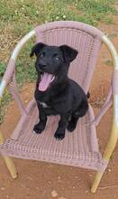 CARLOS, Hund, Labrador-Mix in Spanien - Bild 5