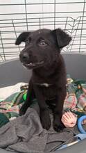 CARLOS, Hund, Labrador-Mix in Spanien - Bild 6