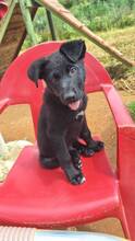 CARLOS, Hund, Labrador-Mix in Spanien - Bild 7