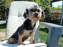 KIKI, Hund, Yorkshire Terrier in Ungarn