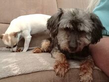KIKI, Hund, Yorkshire Terrier in Ungarn - Bild 10