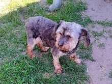 KIKI, Hund, Yorkshire Terrier in Ungarn - Bild 11