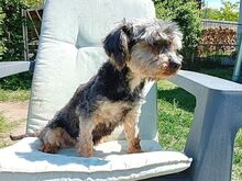 KIKI, Hund, Yorkshire Terrier in Ungarn - Bild 12