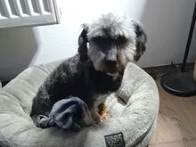 KIKI, Hund, Yorkshire Terrier in Ungarn - Bild 13