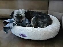 KIKI, Hund, Yorkshire Terrier in Ungarn - Bild 14
