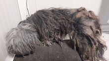 KIKI, Hund, Yorkshire Terrier in Ungarn - Bild 15