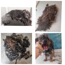 KIKI, Hund, Yorkshire Terrier in Ungarn - Bild 16