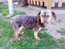 KIKI, Hund, Yorkshire Terrier in Ungarn - Bild 2