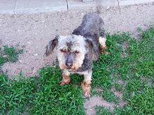 KIKI, Hund, Yorkshire Terrier in Ungarn - Bild 3