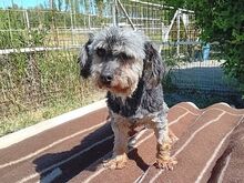 KIKI, Hund, Yorkshire Terrier in Ungarn - Bild 4