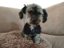 KIKI, Hund, Yorkshire Terrier in Ungarn - Bild 5