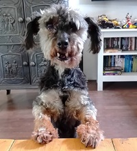 KIKI, Hund, Yorkshire Terrier in Ungarn - Bild 7