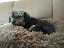 KIKI, Hund, Yorkshire Terrier in Ungarn - Bild 8
