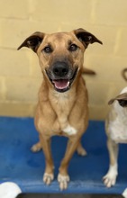 TOM, Hund, Malinois-Mix in Spanien - Bild 1