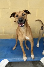 TOM, Hund, Malinois-Mix in Spanien - Bild 2