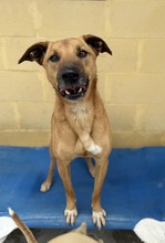 TOM, Hund, Malinois-Mix in Spanien - Bild 3
