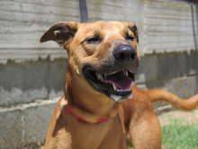 TOM, Hund, Malinois-Mix in Spanien - Bild 4