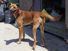 TOM, Hund, Malinois-Mix in Spanien - Bild 6