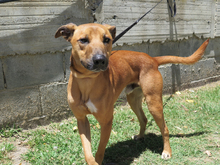 TOM, Hund, Malinois-Mix in Spanien - Bild 7