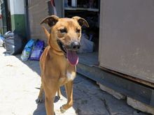 TOM, Hund, Malinois-Mix in Spanien - Bild 8