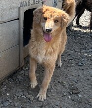 AJAX, Hund, Mischlingshund in Rumänien - Bild 1
