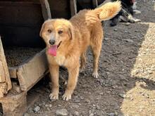 AJAX, Hund, Mischlingshund in Rumänien - Bild 2