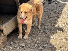AJAX, Hund, Mischlingshund in Rumänien - Bild 3