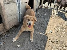 AJAX, Hund, Mischlingshund in Rumänien - Bild 4