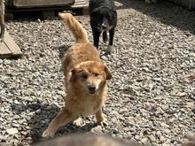 AJAX, Hund, Mischlingshund in Rumänien - Bild 5