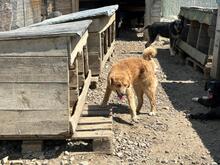 AJAX, Hund, Mischlingshund in Rumänien - Bild 6
