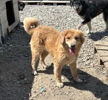 AJAX, Hund, Mischlingshund in Rumänien - Bild 7