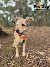 FILOU, Hund, Mischlingshund in Portugal - Bild 1