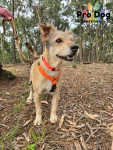 FILOU, Hund, Mischlingshund in Portugal - Bild 2