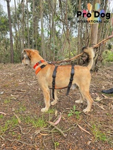 FILOU, Hund, Mischlingshund in Portugal - Bild 3