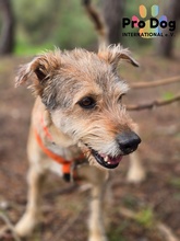 FILOU, Hund, Mischlingshund in Portugal - Bild 4