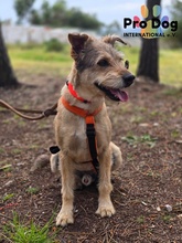 FILOU, Hund, Mischlingshund in Portugal - Bild 5