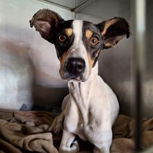 KILLARI, Hund, Bodeguero Andaluz in Spanien - Bild 1
