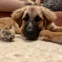 NORA, Hund, Mischlingshund in Spanien - Bild 1