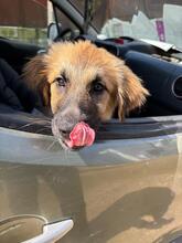 NORA, Hund, Mischlingshund in Spanien - Bild 2