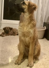 NORA, Hund, Mischlingshund in Spanien - Bild 3