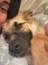 NORA, Hund, Mischlingshund in Spanien - Bild 4