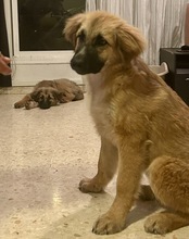 NORA, Hund, Mischlingshund in Spanien - Bild 5