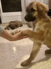 NORA, Hund, Mischlingshund in Spanien - Bild 6