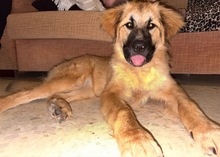 NORA, Hund, Mischlingshund in Spanien - Bild 7